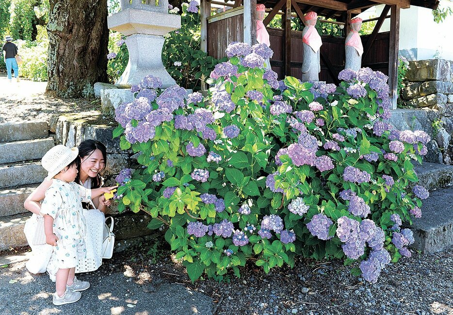 見頃を迎えた法船寺のアジサイ