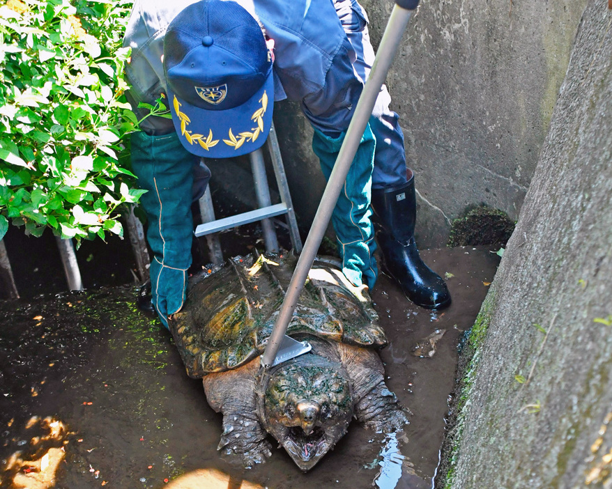 発見されたワニガメ＝南房総