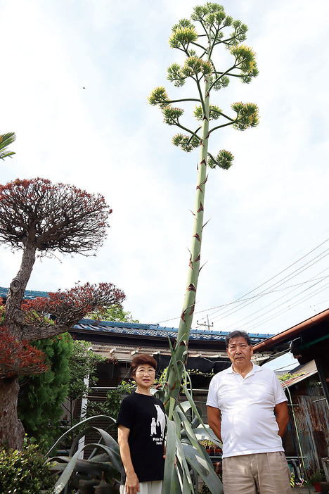 50年以上の歳月を経てやっと花を咲かせたリュウゼツランと寺尾さん夫妻＝さいたま市南区の寺尾さん宅