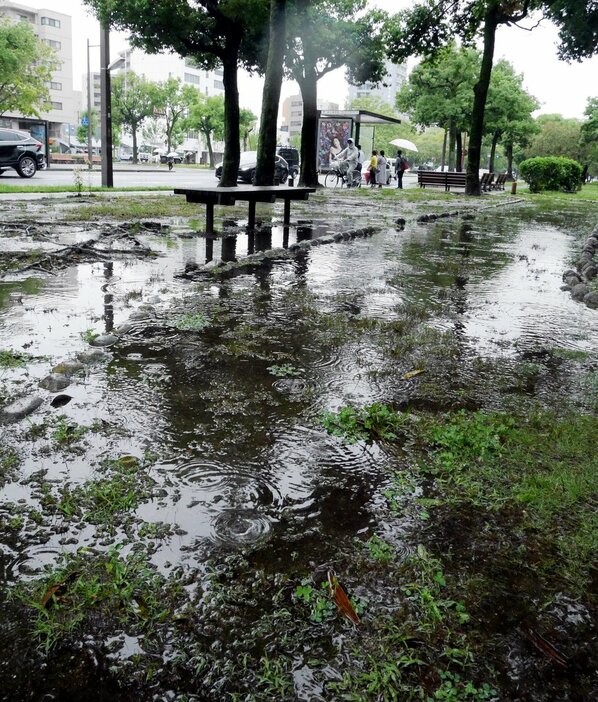 断続的に降る雨で浸かった平和大通りの緑地帯＝1日午前8時50分、広島市西区東観音町（撮影・宮原滋）