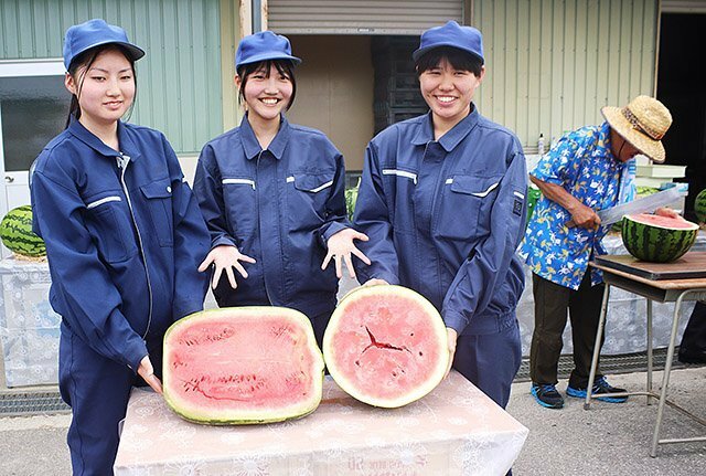 通常のスイカと四角いスイカの断面の違いを比較した