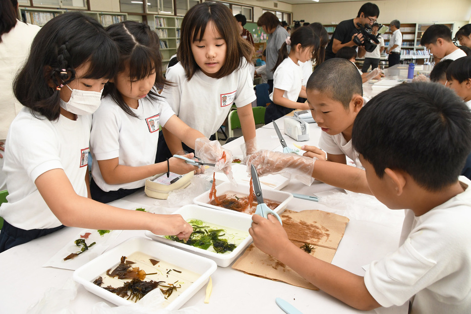 海藻を観察して押し葉をつくる児童ら＝館山