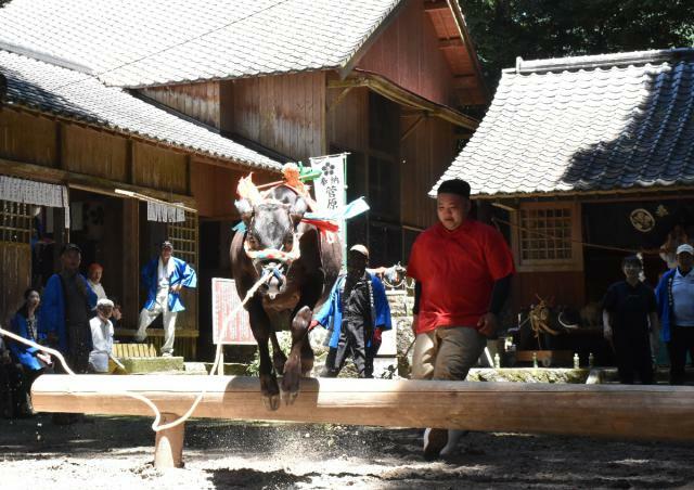 豪快に丸太を跳び越える牛＝２８日午前、えびの市西川北