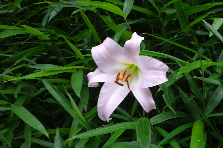 ユリ科ユリ属の球根植物のササユリ