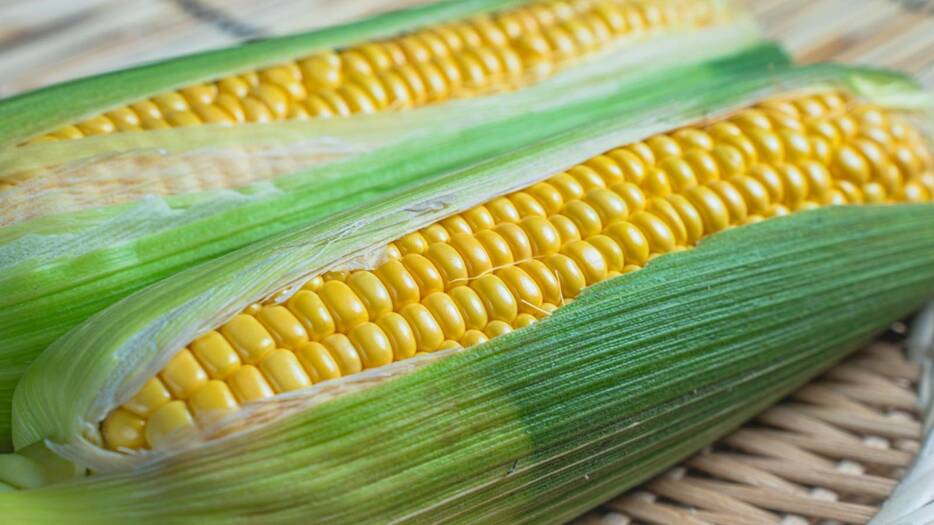 夏バテを防ぐ【とうもろこし】おすすめの食べ方、一緒に食べると栄養がアップする食材は？栄養士が回答