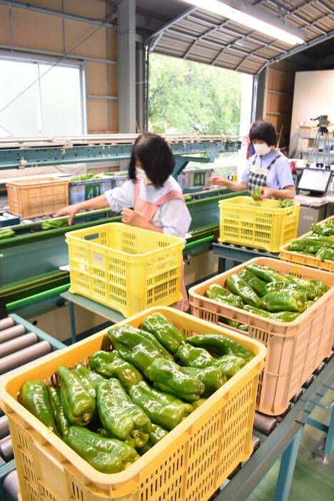 今年も始まったジャンピーの出荷作業=岡山県津山市で