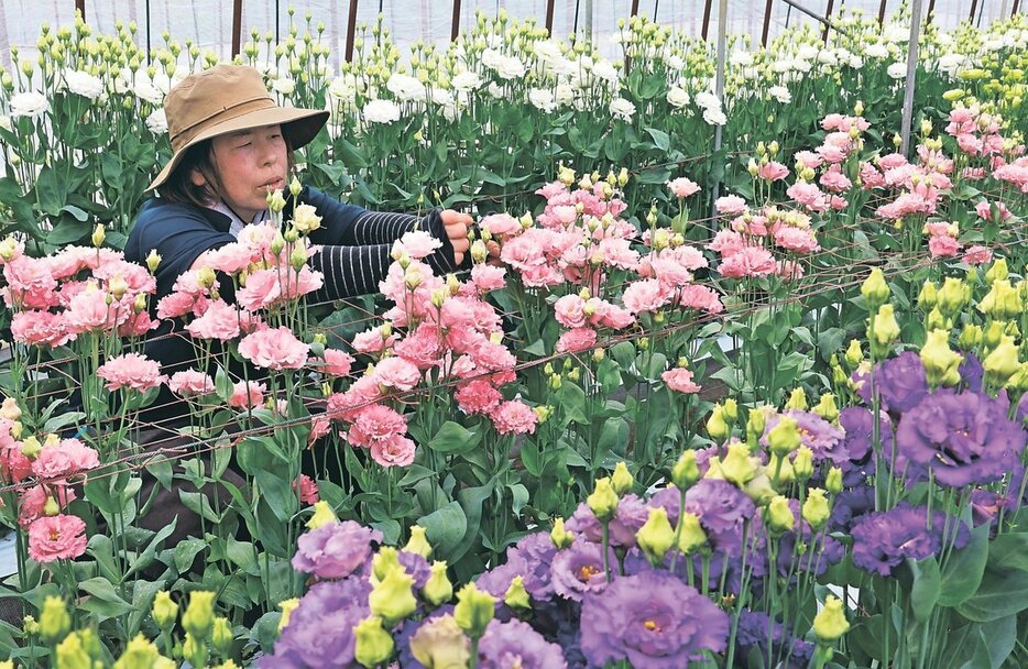 ビニールハウスで育つ色彩豊かなトルコキキョウ＝藤田農園