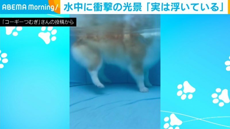 後ろ足が浮いているつむぎちゃん