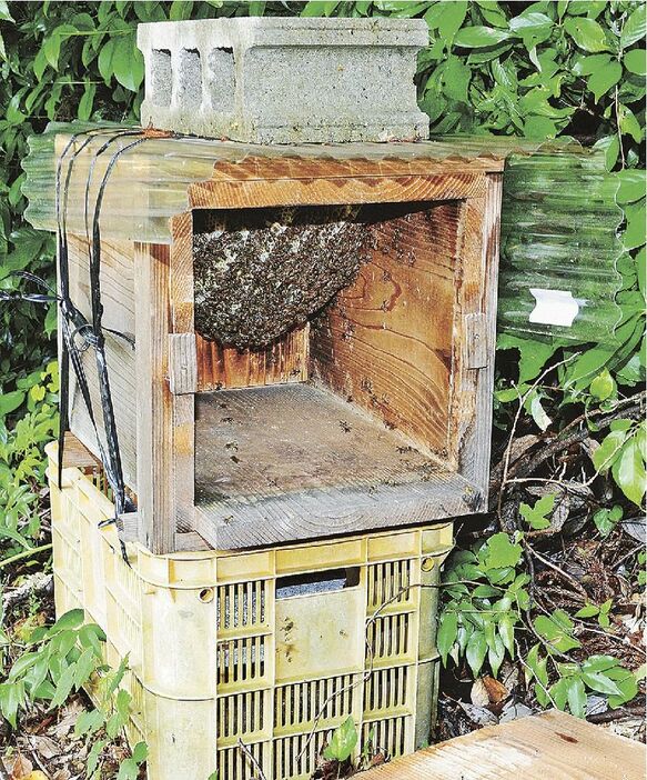高城中学校の生徒が手作りした巣箱にできた、ニホンミツバチの巣＝和歌山県みなべ町滝で
