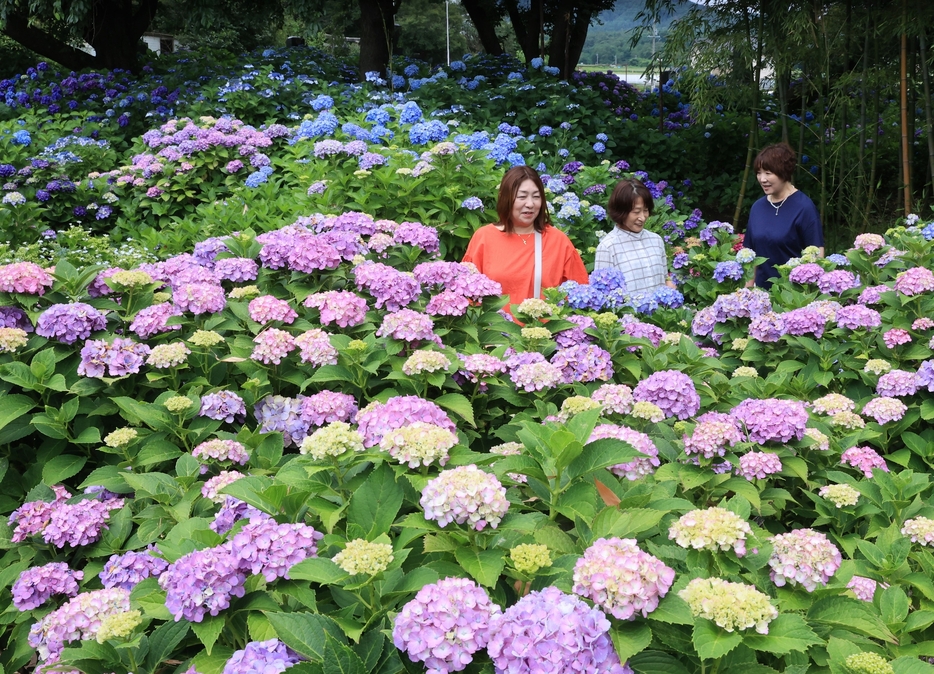 法船寺境内を彩るアジサイ