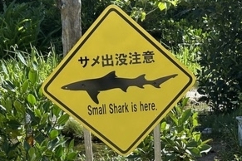 黒島研究所の「サメ出没注意」の標識