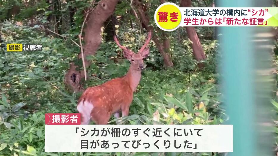 「目が合いびっくりした」