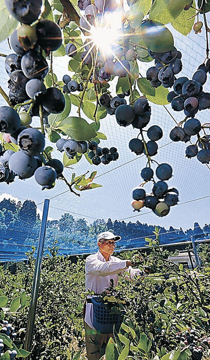 氷見で収穫されるブルーベリー