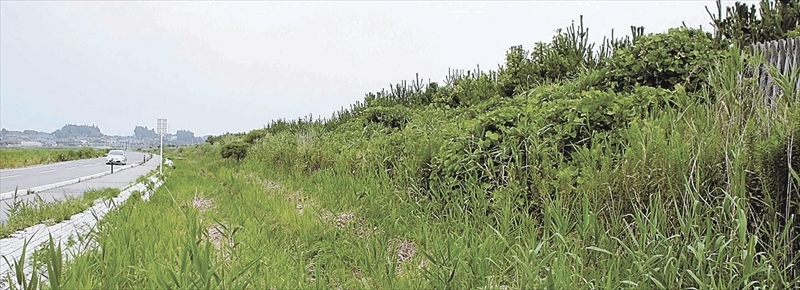 雑草が高く生い茂った海岸防災林ののり面部分＝南相馬市小高区