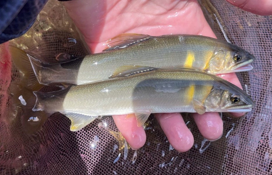 引きの強い、黄味がかった湖産鮎