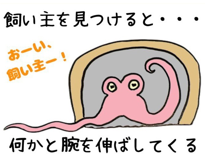 「タコあるある」より