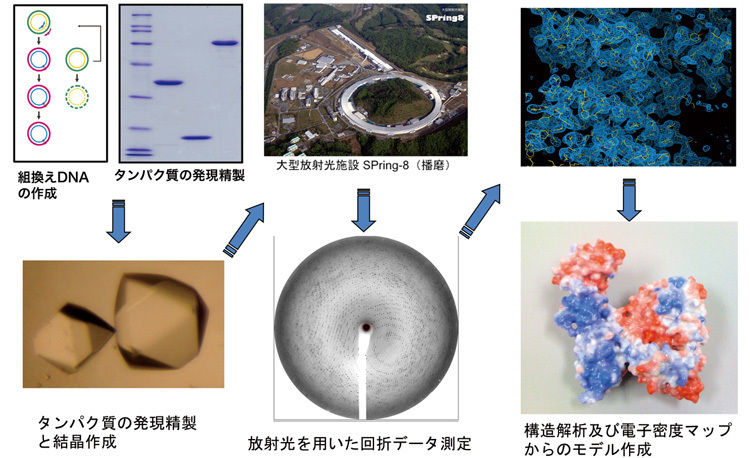 SPring-8を用いたタンパク質のX線構造解析のフローチャート（北所健悟准教授提供）