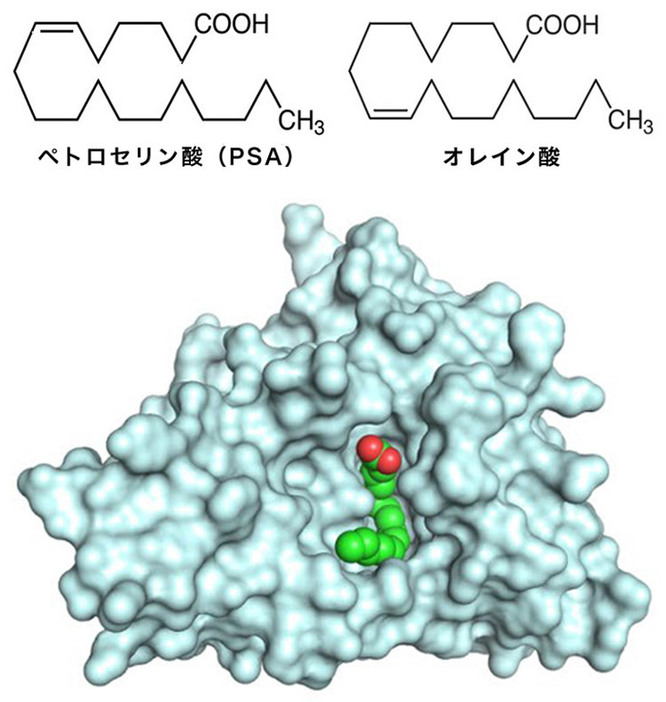 PSAとオレイン酸の構造式の比較（上）。下はSALの全体構造で、PSAがカチッとはまると阻害効果があることが分かった（北所健悟准教授提供）