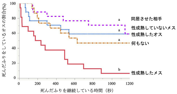 死んだふりをしているアリモドキゾウムシのオスを、性フェロモンをだす性成熟したメスと同居したような条件下に置くと早く目覚めた（琉球大学の日室千尋協力研究員提供）