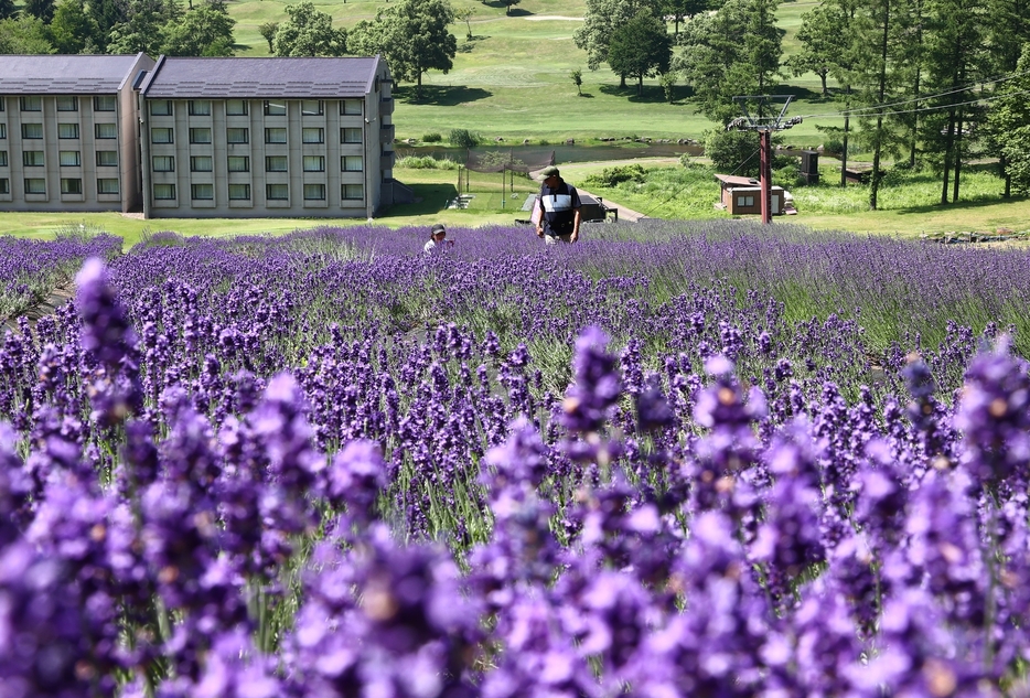 見頃を迎えたラベンダーの花