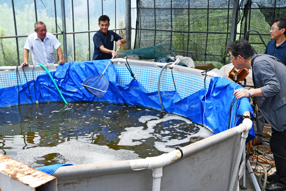 エビの養殖場を視察する那賀町の幹部ら＝鋸南