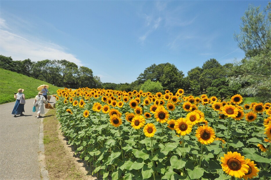 「国営讃岐まんのう公園」のひまわり