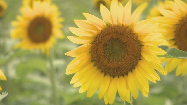 香川県まんのう町帆山地区