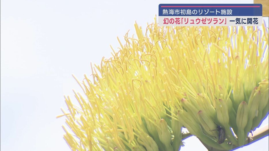 開花は10年に一度？