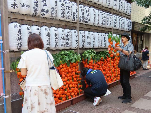 日之影町産の鮮やかな朱色の実が並んだ「ほおずき市」＝５日午前、東京都港区・朝日神社