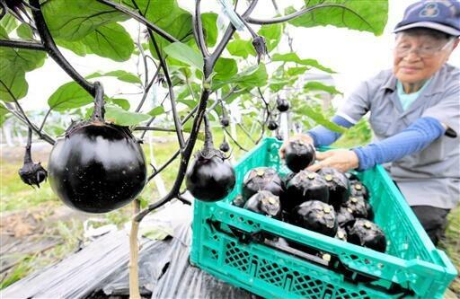 丸々と実った伝統野菜の新保ナス=7月8日、福井県福井市丸山町