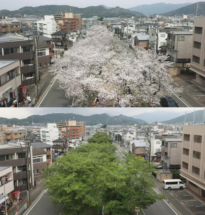 車窓から見た春の並木道(上)と夏の情景