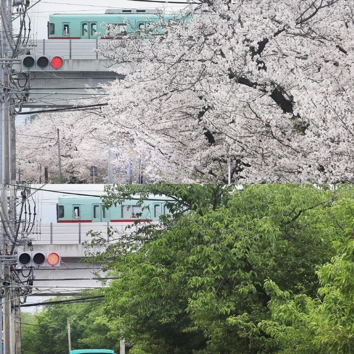＜4月＞満開の桜(上)と、＜6月＞緑に覆われた並木の先を走る西鉄電車