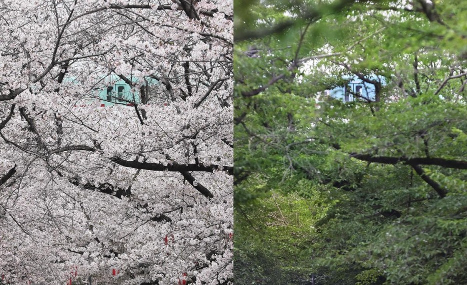 ＜4月＞桜の花びらの合間から(左)、＜6月＞緑の隙間から見えた西鉄電車