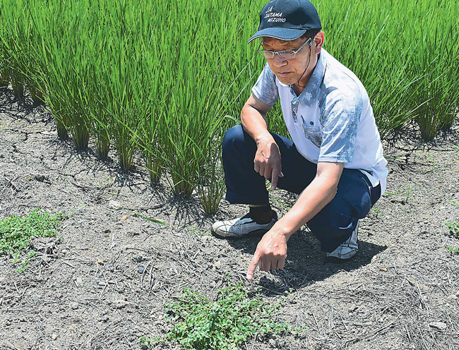 畦畔に植えた「ペニーロイヤルミント」と古澤さん（埼玉県杉戸町で）