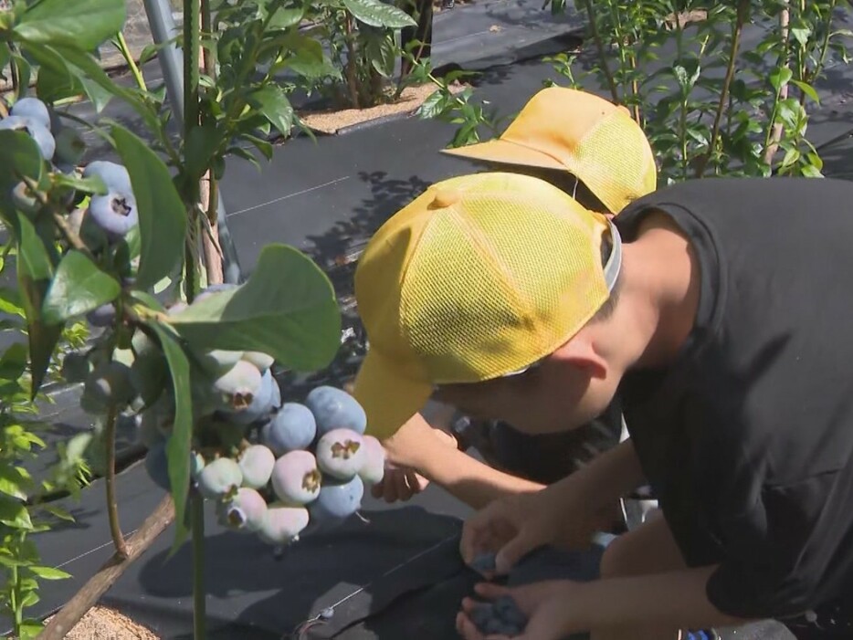 ブルーベリーを収穫する子供たち 愛知県豊田市