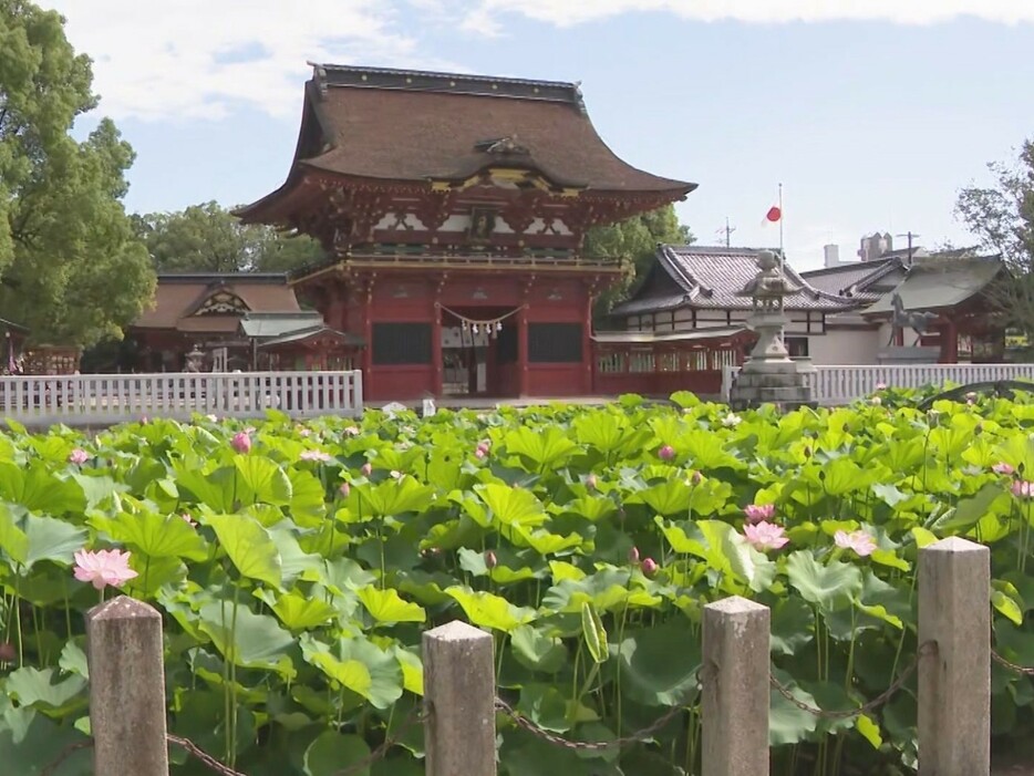 ハスの花が見頃を迎えた愛知県岡崎市の伊賀八幡宮