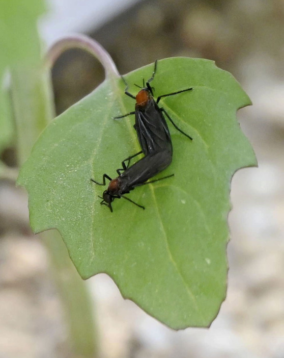 植物の葉に止まった「ラブバグ」と呼ばれる虫＝6月26日、ソウル（共同）