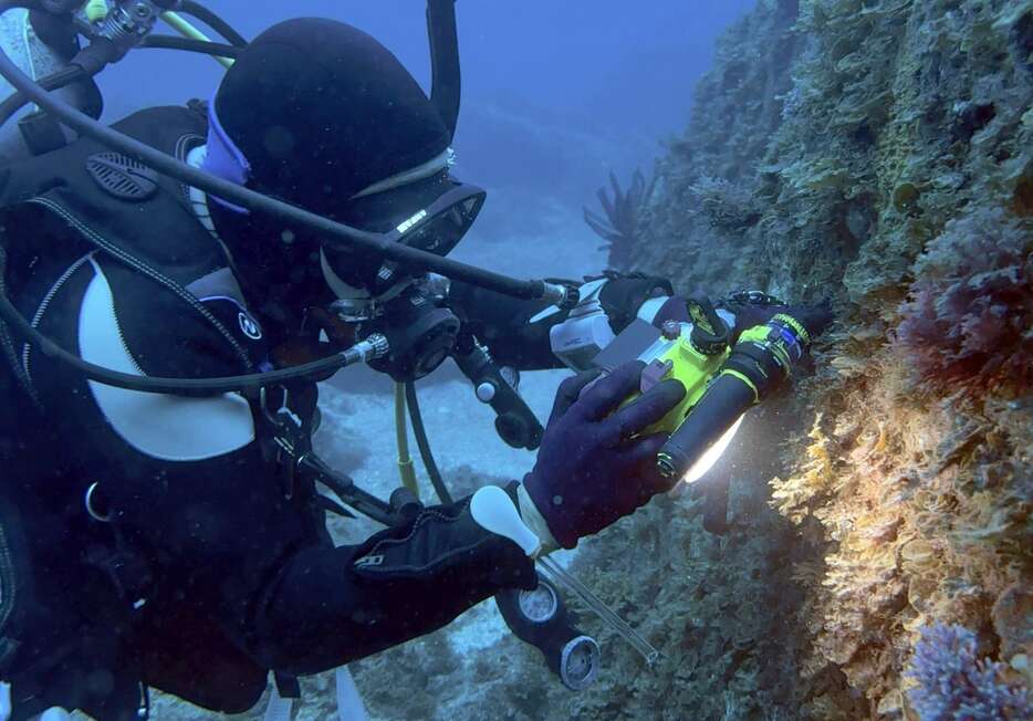 水深約１５メートルの岩場でウミウシを探す西田和記さん＝西之表市の上之古田漁港沖
