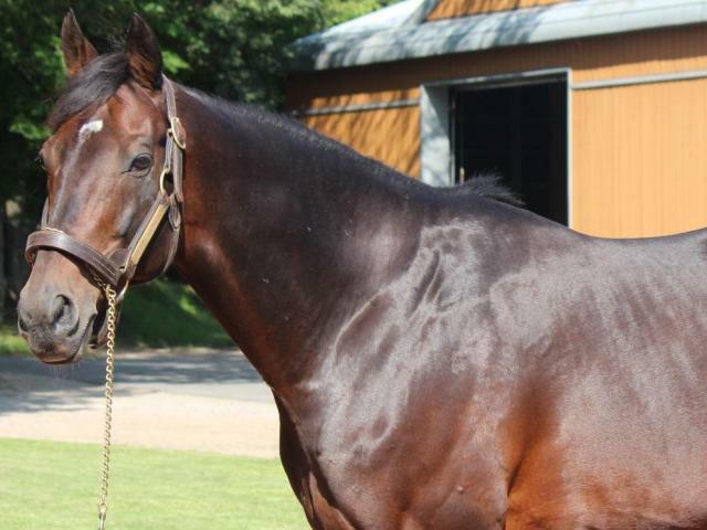 多くの後継種牡馬を残したディープインパクト(14年撮影、ユーザー提供：エリーさん)