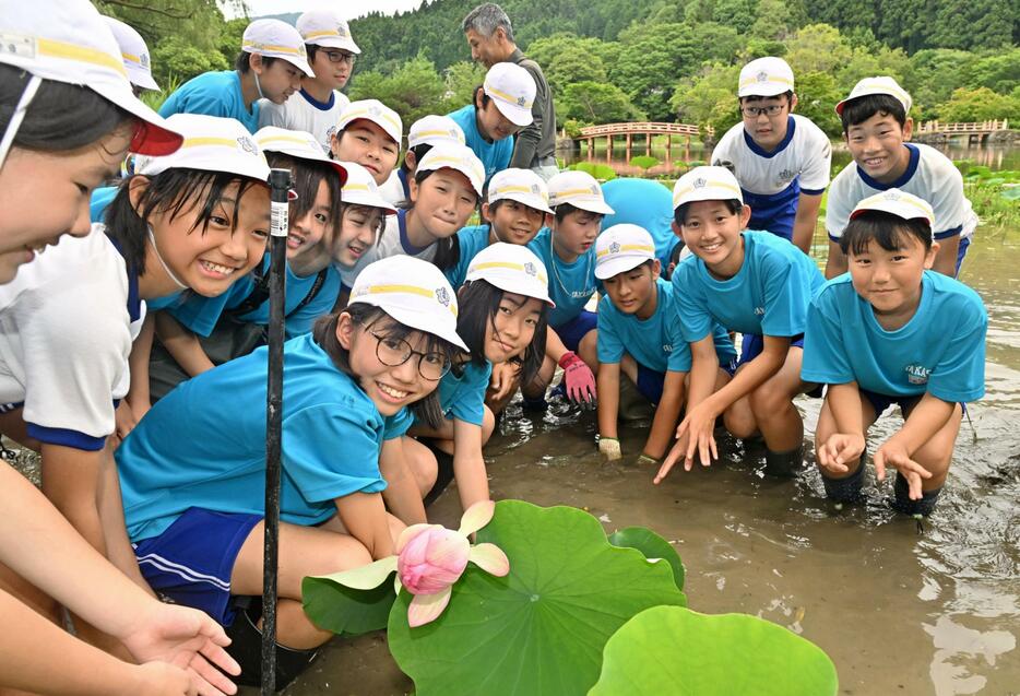 「白水阿弥陀堂境域」の浄土庭園で、ハスの苗を植える地元小学校の児童ら＝8日午前、福島県いわき市