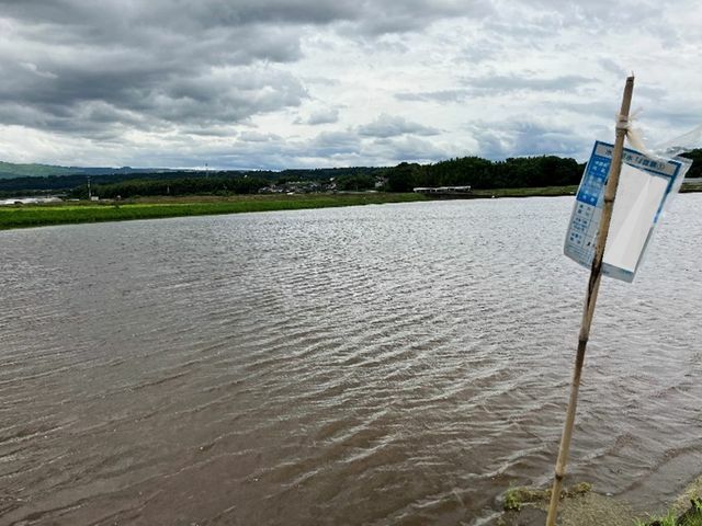 地下水を増やすために水を張っている水田