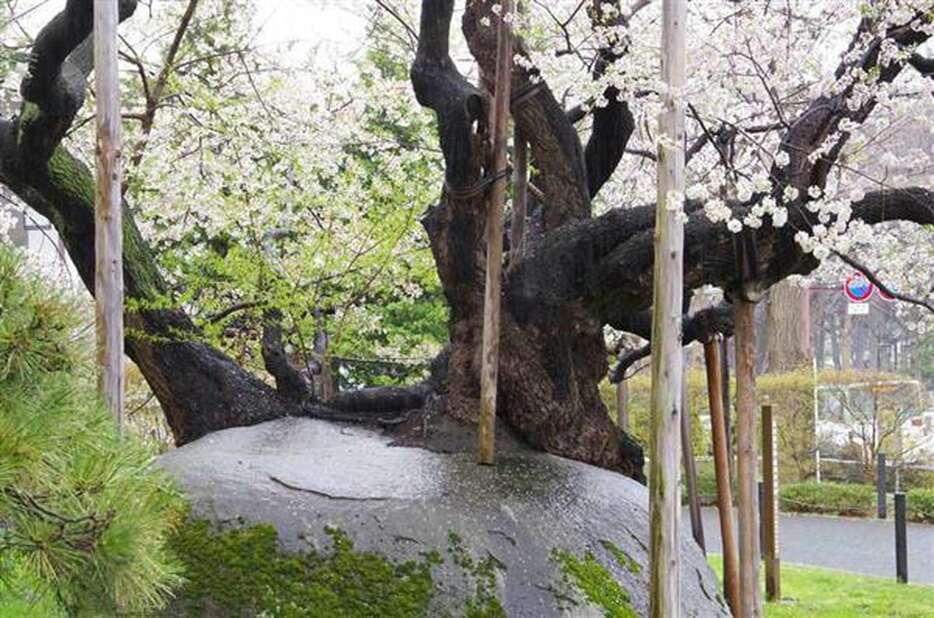 巨大な花崗岩の割れ目から成長した樹齢３５０～４００年とされる石割桜。国の天然記念物に指定されている＝盛岡市