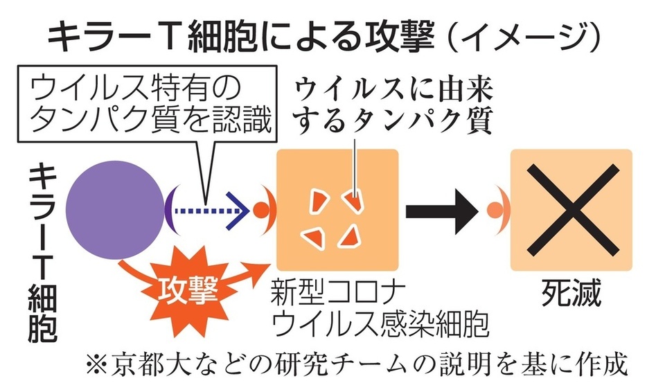 キラーT細胞による攻撃（イメージ）