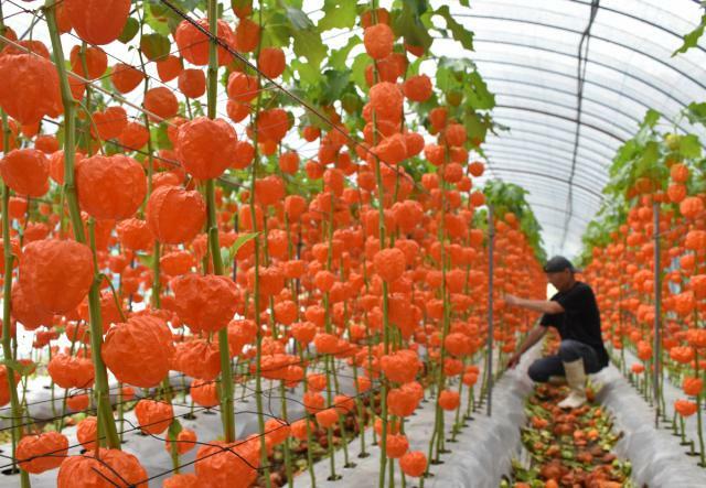 新盆用に出荷される朱色に染まったホオズキ＝２日午前、日之影町岩井川