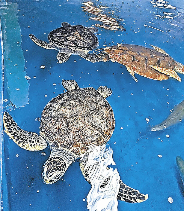 のとじま臨海公園水族館に戻ったウミガメ（越前松島水族館提供）