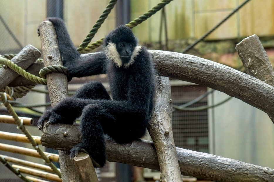 マカオから広州動物園に移送されることが決まったキタホオジロテナガザルの黒仔（写真：IAM）