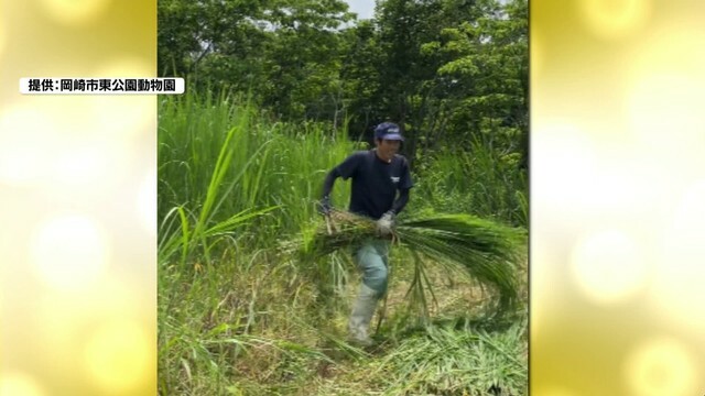 飼育員が河川敷で草を取ることも。