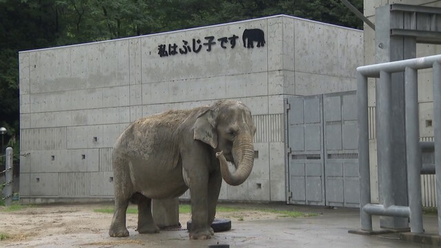 アジアゾウのふじ子