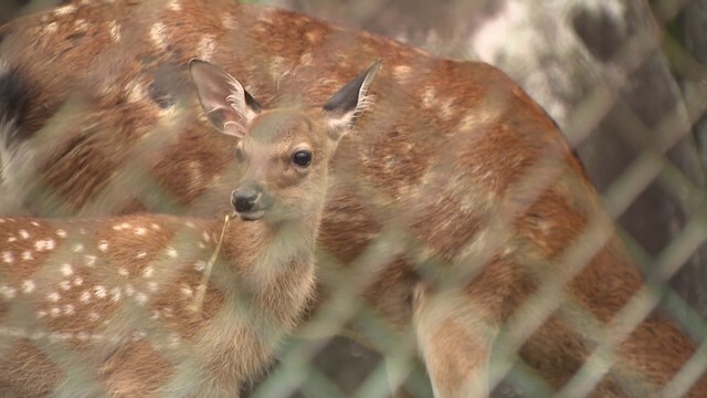 ニホンジカの赤ちゃん「クララ」