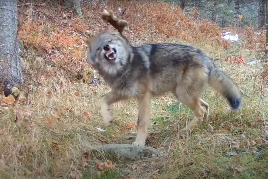 リスを放り投げるハイイロオオカミ（Voyageurs Wolf ProjectのYouTube動画のスクリーショット）